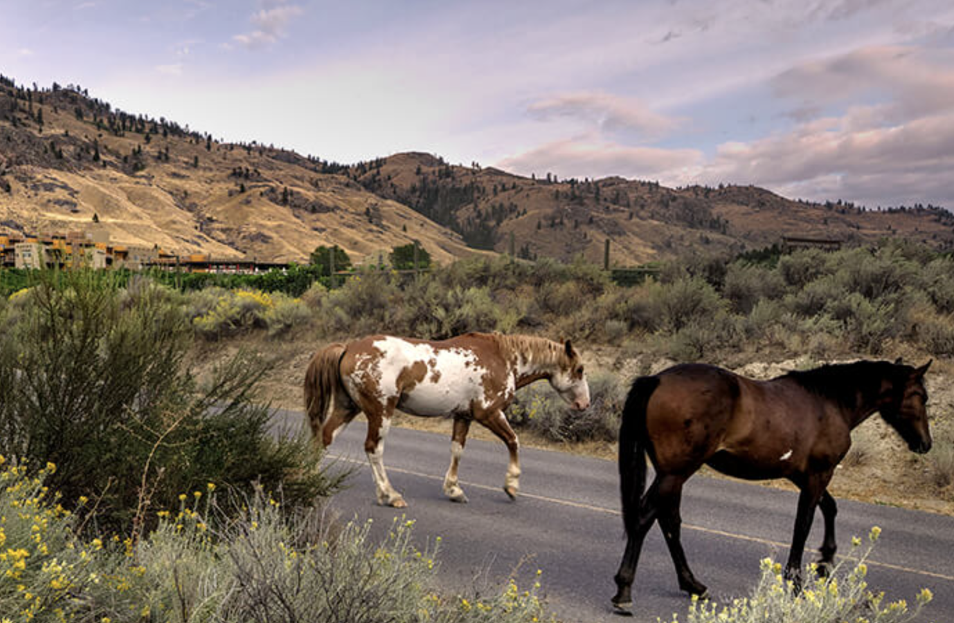 Horses Crossing the Street at Nk'Mip Campground & RV Park